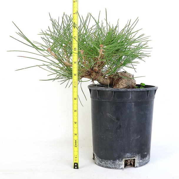 Ready to Style Japanese Black Pine - 80111