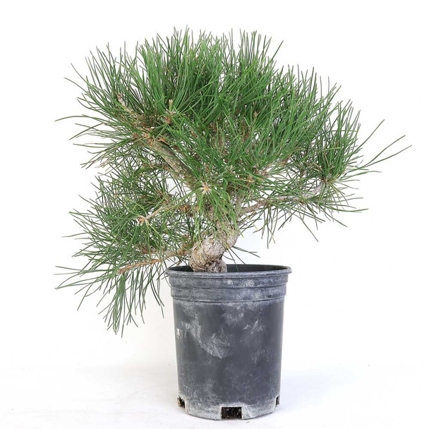 Ready to Style Japanese Black Pine - 80112