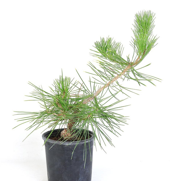 Ready to Style Japanese Black Pine - 80118