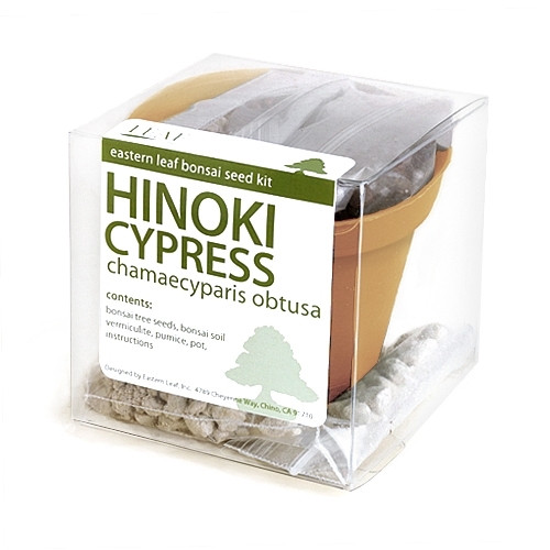Hinoki Cypress Bonsai Seed Kit from EasternLeaf.com