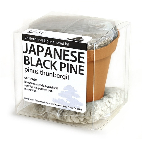 Japanese Black Pine Bonsai Seed Kit