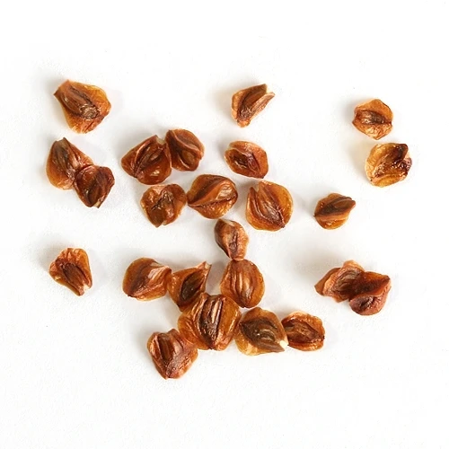 Hinoki Cypress Bonsai Seeds