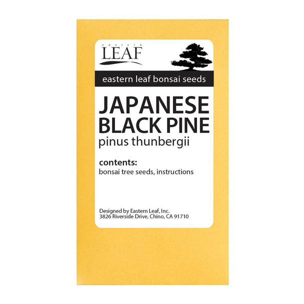 Japanese Black Pine Bonsai Seeds