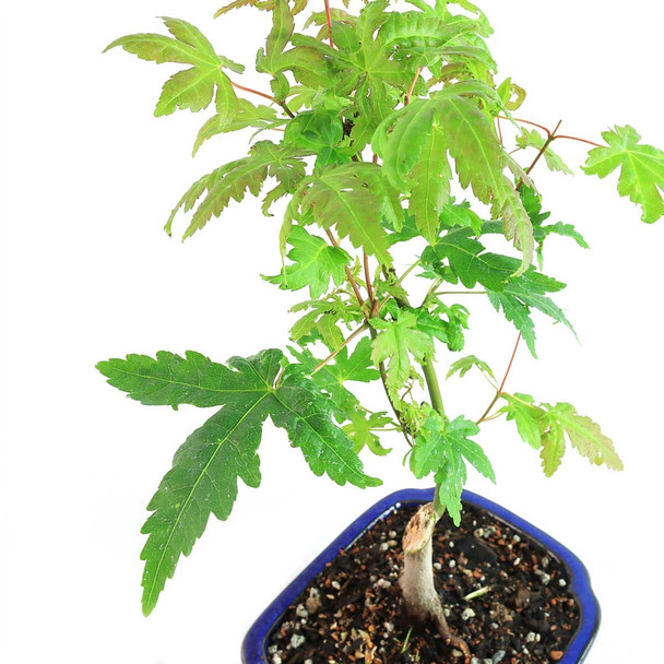 Miniature Japanese Green Maple Bonsai