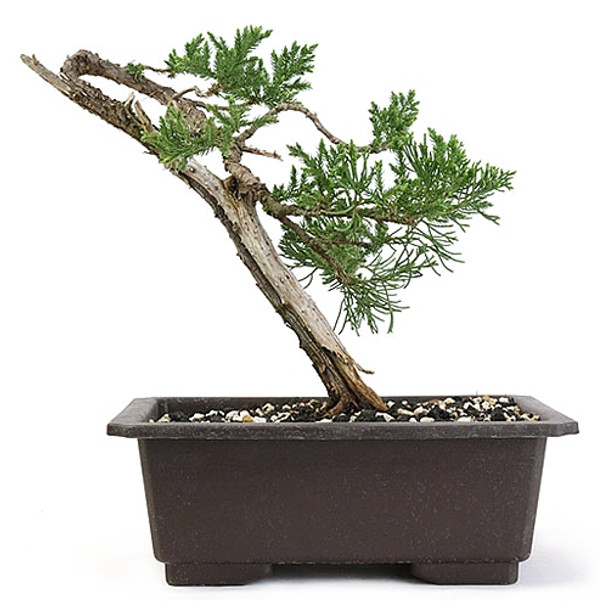 Slant Style Prostrata Juniper Bonsai Tree