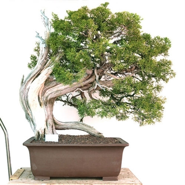 Informal Upright California Juniper Bonsai Tree