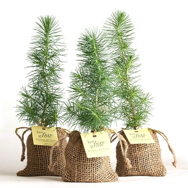 Pine Tree Plant Favor - Burlap Pouch