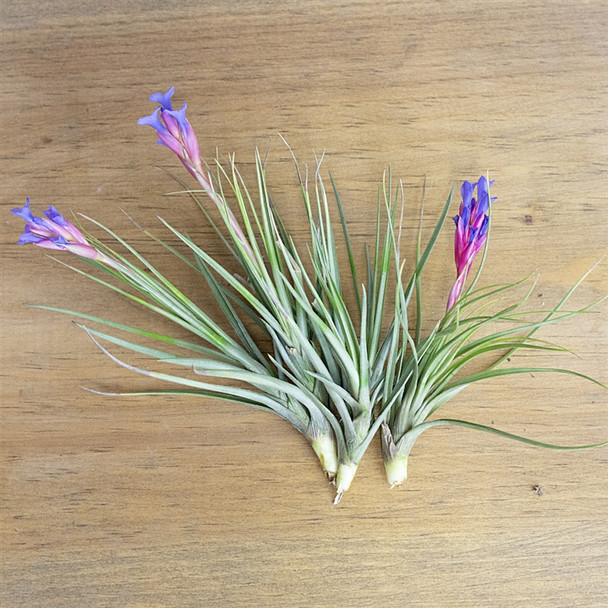 Tillandsia Tenuifolia Blue Flower