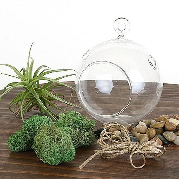 Hanging Air Plant Terrarium Kit