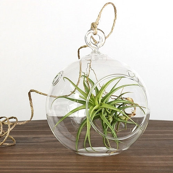 Simple Air Plant Kit Terrarium