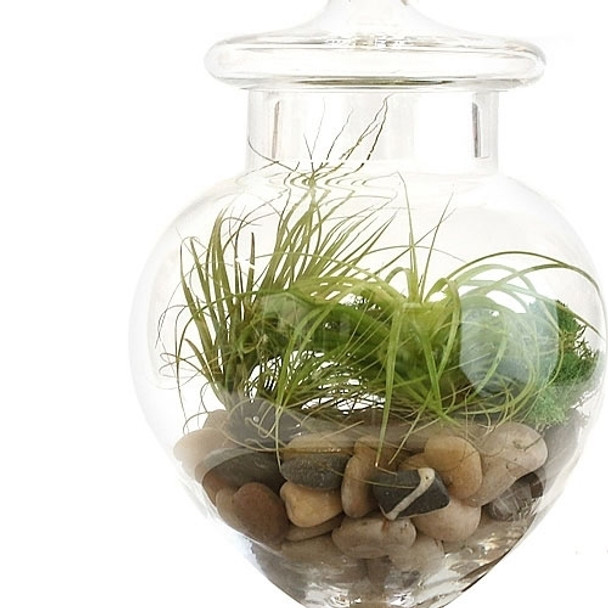 Apothecary Jar Air Plant Terrarium Kit