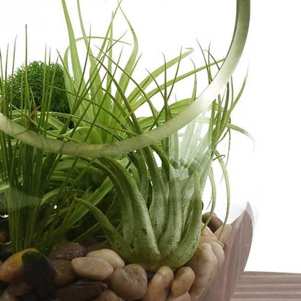 Tall Desk Air Plant Terrarium Kit