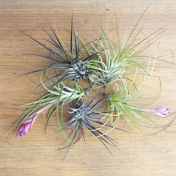 Tillandsia Stricta Soft Leaf Air Plant