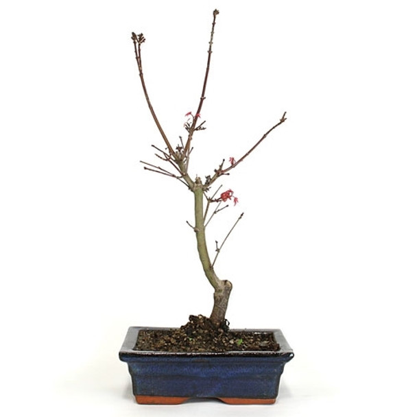 Japanese Red Maple Bonsai - Shindeshojo Starter Kit