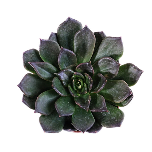 Succulent Rosette - Echeveria Black Prince