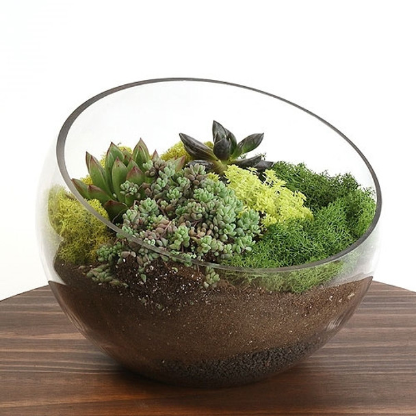 Large Bowl Succulent Kit