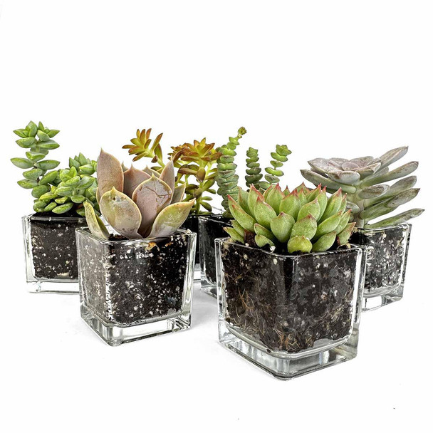 Mini Square Glass Succulent Favor