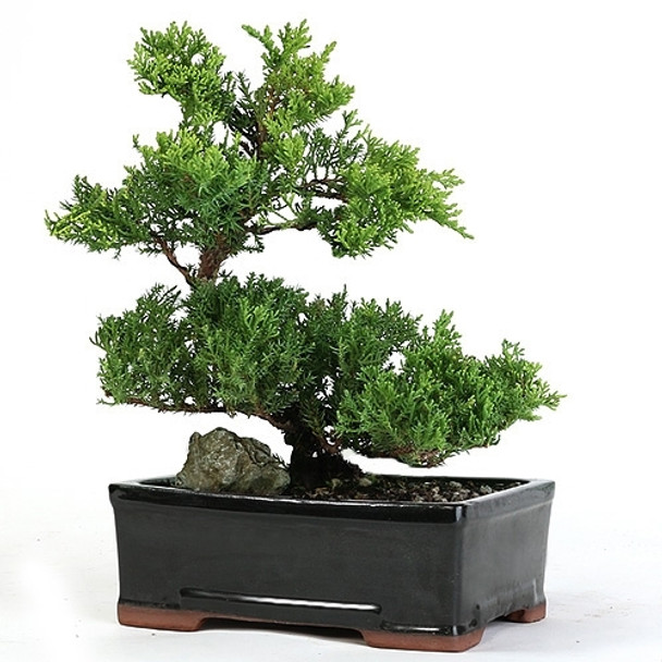 Trained Juniper Bonsai