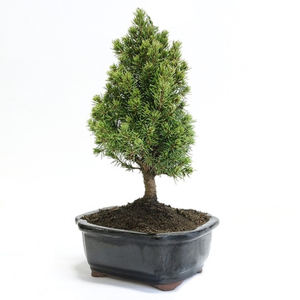 Miniature Spruce Bonsai