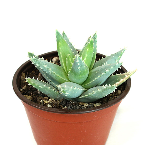 Aloe Brevifolia - Crocodile Plant