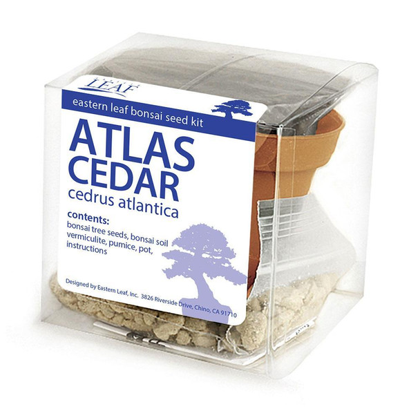 Atlas Cedar Bonsai Seed Kit