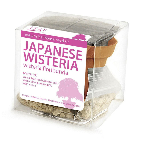 Japanese Wisteria Bonsai Seed Kit