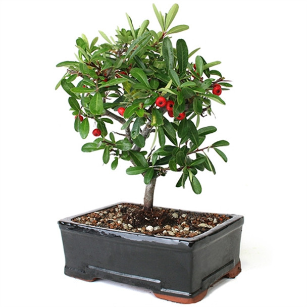 Bonsai - Large Pyracantha Bonsai Tree