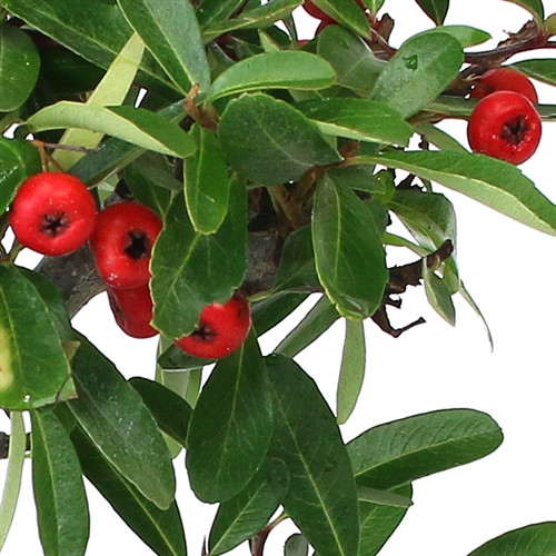 Pyracantha 'Firethorn' Bonsai