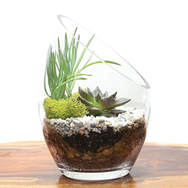 Tall Desk Succulent Kit