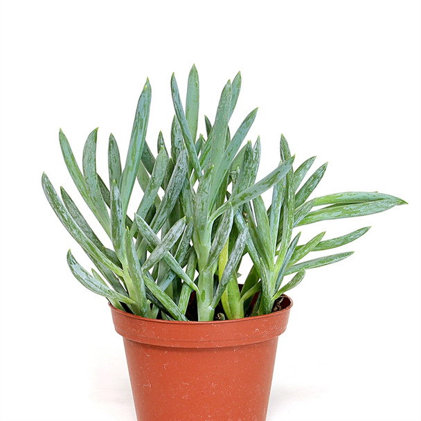 Blue Chalk Sticks - Senecio serpens