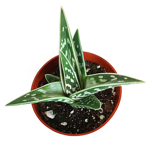 Tiger Aloe - Aloe variegata