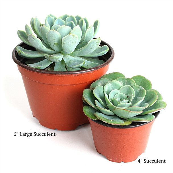 6" Large Succulents - Echeveria Elegans "Mexican Snowball"