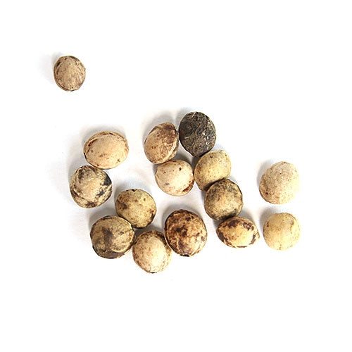 Japanese Flowering Cherry Bonsai Seeds