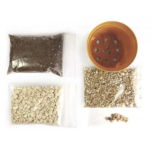 Japanese Flowering Cherry Bonsai Seed Kit