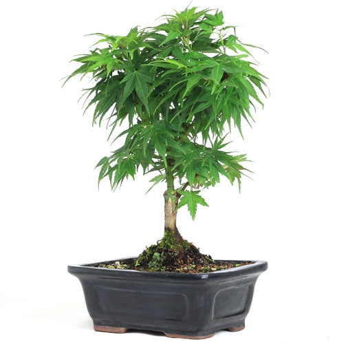 Japanese Mikawa Yatsubusa Maple Bonsai Tree