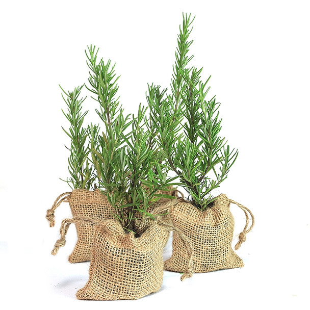 Rosemary Tree Plant Favor - Burlap Pouch