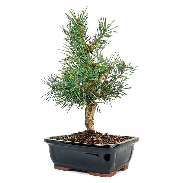 Scots Pine Bonsai