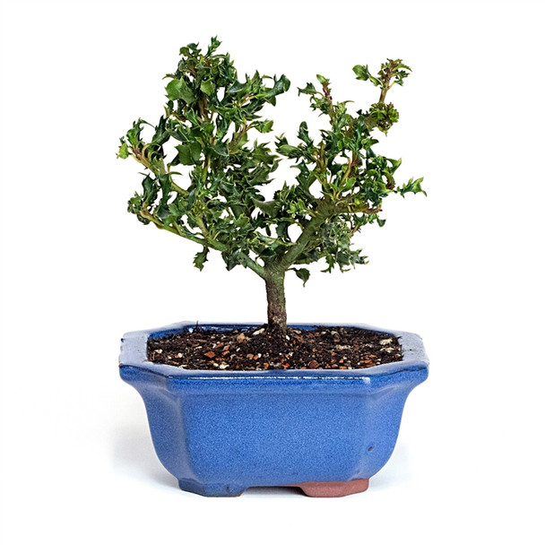 Mini Dwarf Holly Bonsai