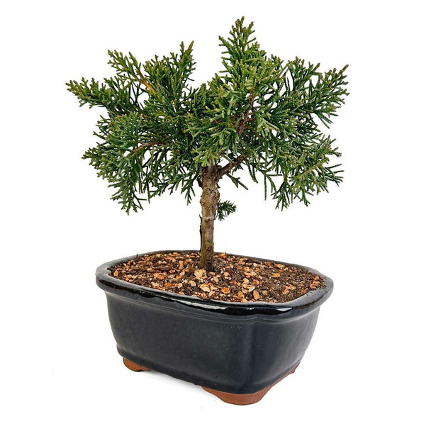 Miniature Shimpaku Juniper
