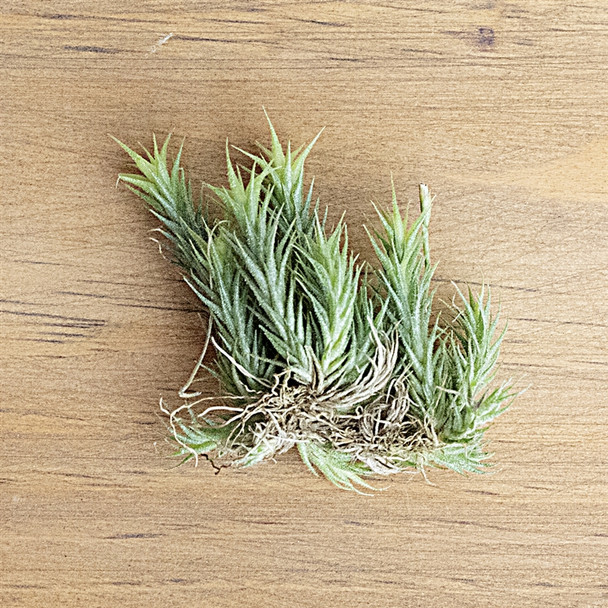 Air Plants Tillandsias