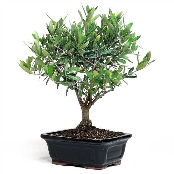 Large Little Ollie Olive Bonsai