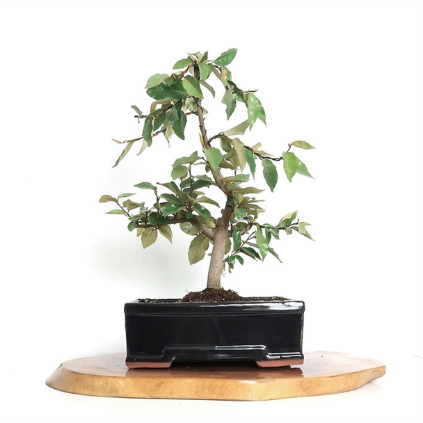 Silverberry Bonsai