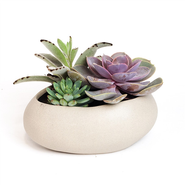 Pebble Bowl Succulent Arrangement