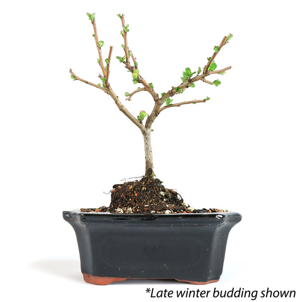 Flowering Quince Bonsai