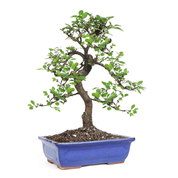 Bonsai - Chinese Elm Bonsai Tree