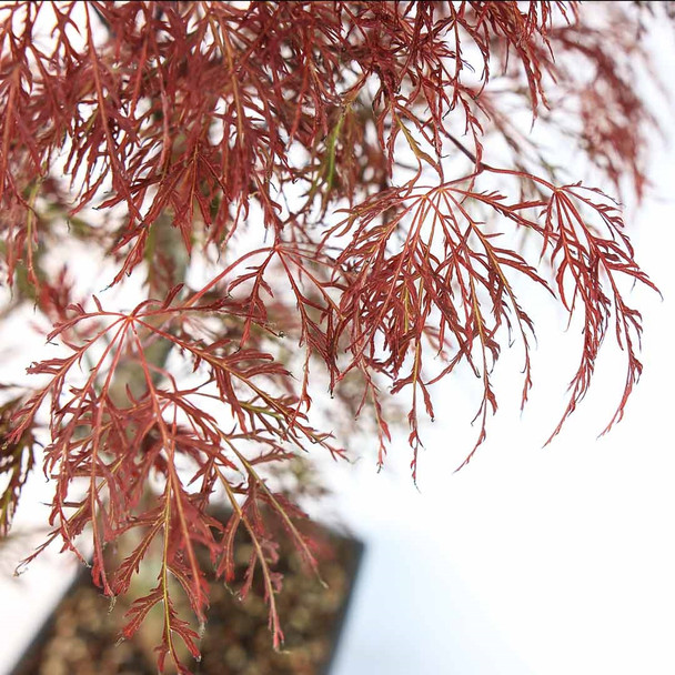 Red Laceleaf Japanese Maple