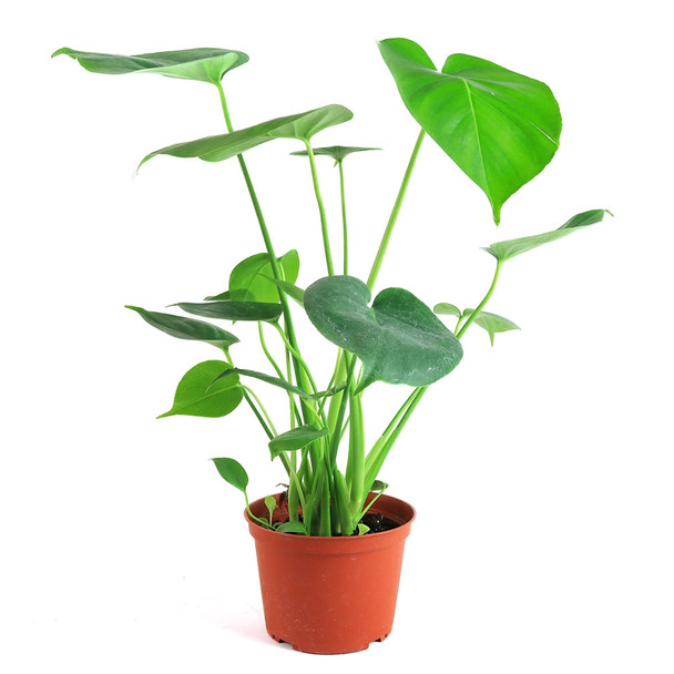 Monstera Deliciosa in Planter (Various Colors)