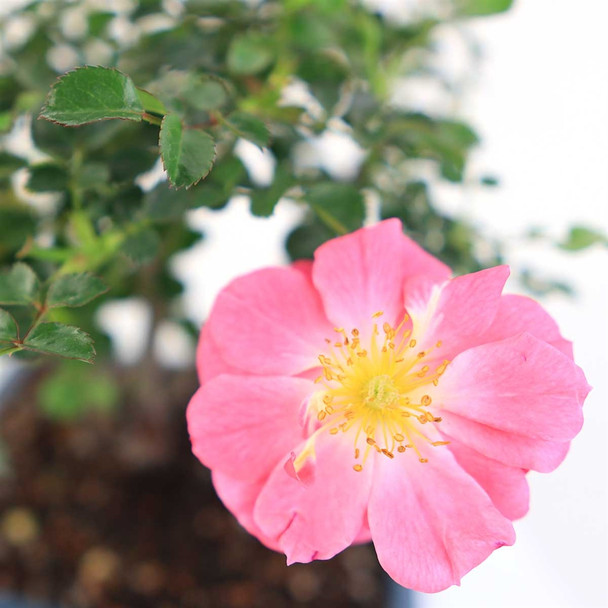 Miniature Rose Bonsai - Pink