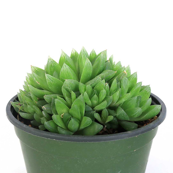 Haworthia cymbiformis - Cathedral Window Plant, 6 in.