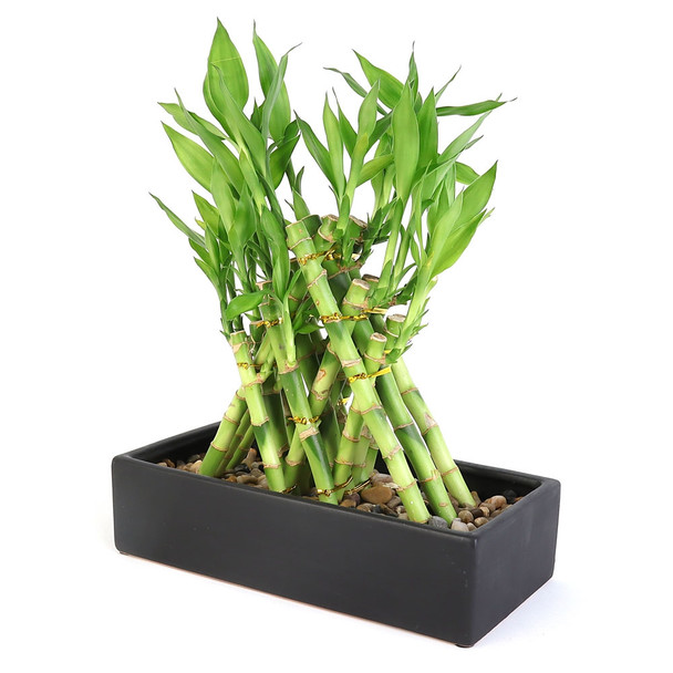 Lucky Bamboo Arrangement - Pyramid <!-- Lucky Bamboo -->